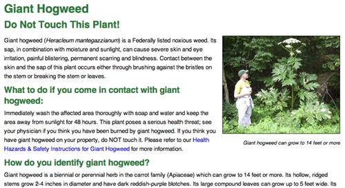 hogweed