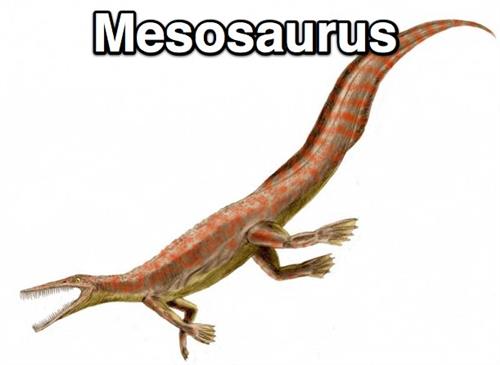mesosausus