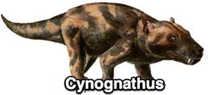 cynognathus