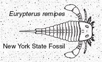 eurypterus