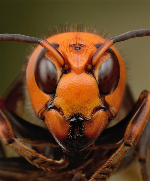 murderhornet