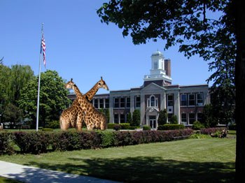 giraffes